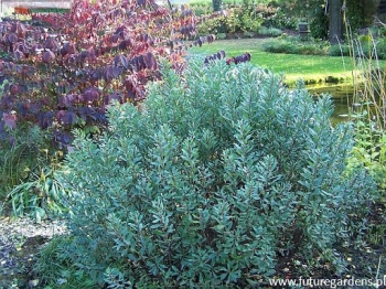 sklep ogrodniczy - Myrica gale Woskownica europejska - nasiona 20szt