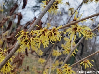 sklep ogrodniczy - Oczar pośredni Hamamelis x intermedia -5 nasion