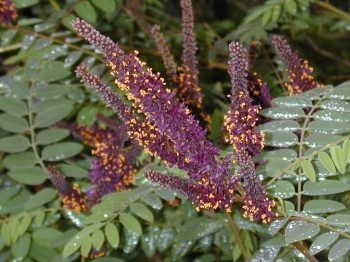 sadzonki - Amorfa krzewiasta zw. Indygowiec Amorpha fruticosa ~30szt. nasion