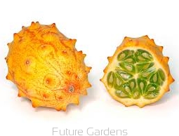 sadzonki - Kiwano - Cucumis metuliferus - nasiona 0,2 g