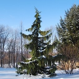 rośliny ogrodowe - Cyprysik nutkajski PENDULA Chamaecyparis nootkatensis C3/50cm