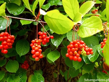 rośliny ozdobne - Cytryniec chiński  (Schisandra chinensis)