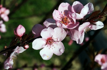 sadzonki - Śliwa dziecięca (Prunus x cistena) - krzew C5/40-60cm *6