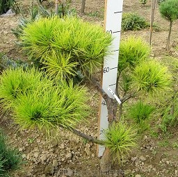 sklep ogrodniczy - Sosna gęstokwiatowa UMBRACULIFERA C3/60-80cm