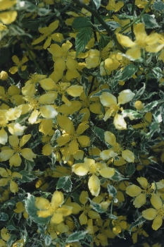 sadzonki - Złotlin japoński PICTA (Kerria japonica Picta) C2