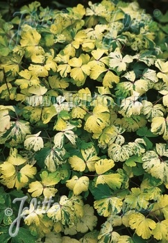 sklep ogrodniczy - Orlik ogrodowy WOODSIDE STRAIN Aquilegia vulgaris - 10szt. nasion