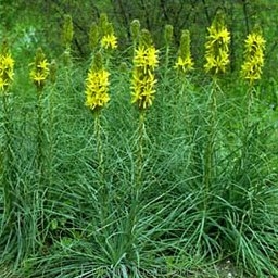 sadzonki - Złotnica żółta Asphodeline lutea - 10 szt. nasion
