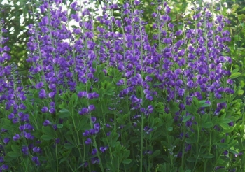 sklep ogrodniczy - Baptysia CASPIAN BLUE Baptisia australis - 10 szt. nasion