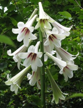 rośliny ogrodowe - Lilia himalajska Cardiocrinum giganteum syn.Lilium giganteum - 5szt. nasion
