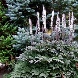 rośliny ozdobne - Cimicifuga racemosa ATROPURPUREA Actaea simplex - pluskwica - 10szt. nasion