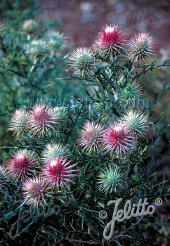 sklep ogrodniczy - Cirsium echinocephalum, Ptilostemon, Lamira - Ostrożeń- 5szt. nasion