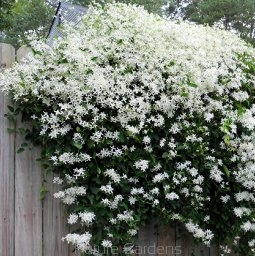 rośliny ozdobne - Powojnik mandżurski Clematis mandschurica - 10 szt. nasion