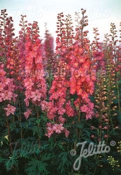 sadzonki - Ostróżka 'Astolat Premium' Delphinium Pacific-Premium-Series (x cultorum) - 10szt. nasion