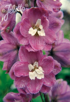 sklep ogrodniczy - Ostróżka DELPHINIUM Astolat z Grupy Pacific Larkspur (x cultorum) - 10szt. nasion