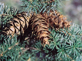 sklep ogrodniczy - Daglezja BLUE WONDER Pseudotsuga menziesi C5/60cm