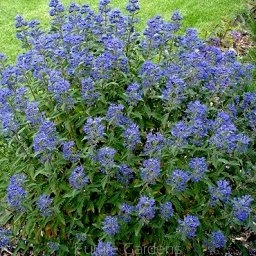 sklep ogrodniczy - Barbula karłowa BLUE BALOON® Caryopteris clandonensis C3/30cm