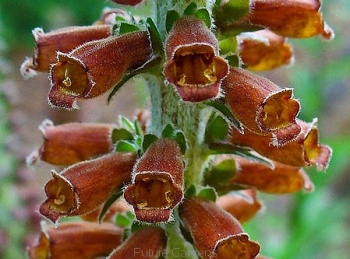 rośliny ogrodowe - Naparstnica MILK CHOCOLATE Digitalis parviflora - 10 szt. nasion