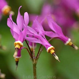 rośliny ogrodowe - Bożykwiat Meada Pierwiosnek Meada Dodecatheon - MIX kolor 10szt. nasion