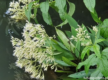 sadzonki - Sadziec BIAŁY Eupatorium albus fistulosum f. albidum /C2 *K16