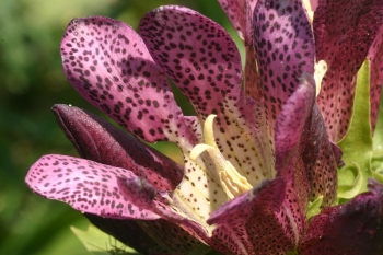sklep ogrodniczy - Goryczka purpurowa Gentiana purpurea - 10szt. nasion