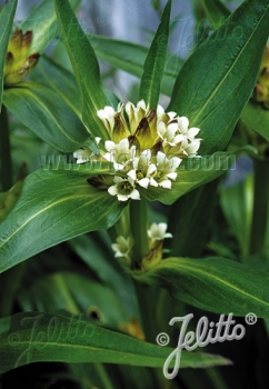 rośliny ozdobne - Goryczka tybetańska Gentiana tibetica - 10szt. nasion