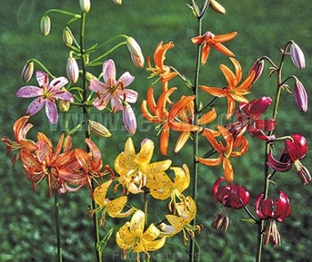 rośliny ogrodowe - Lilia złotogłów PAINTED LADIES Lilium martagon Hybr. - 5szt. nasion