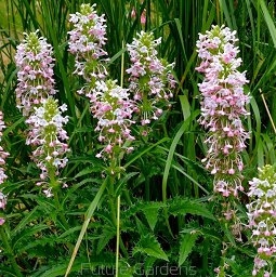 rośliny ozdobne - Morina wielkolistna Morina longifolia - 5szt. nasion