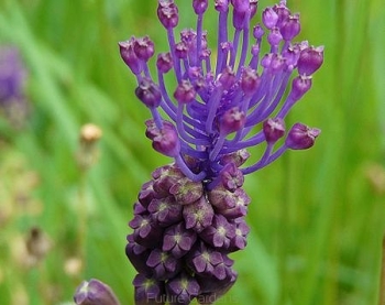 sadzonki - Szafirek miękkolistny syn.Leopolda comosa Muscari comosum - nasiona 10szt.