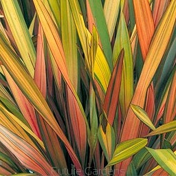 sklep ogrodniczy - Len nowozelandzki RAINBOW Rainbow Striped Hybr Tęgosz Phormium tenax - 10szt. nasion
