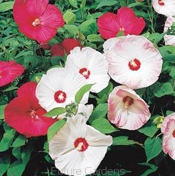 sadzonki - Hibiscus bylinowy XXL MIX kolorów Ketmia- 10szt. nasion