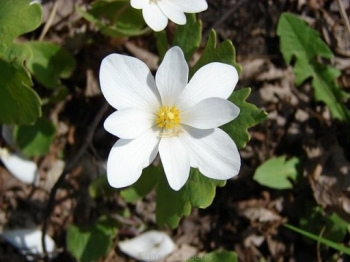 sadzonki - Sangwinaria kanadyjska Sanguinaria canadensis - 10szt. nasion
