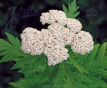 sadzonki - Wrotycz wielkolistny Wolfie's Choice Tanacetum macrophyllum - 10szt. nasion