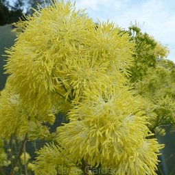 sklep ogrodniczy - Rutewka żółta Thalictrum lucidum - 10 szt. nasion