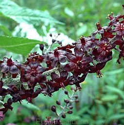 sadzonki - Ciemiężyca czarna Veratrum nigrum - 5 nasion