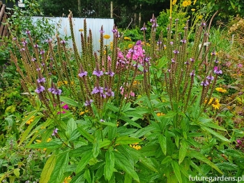 rośliny ogrodowe - Werbena krzaczasta Verbena hastata - 10szt. nasion