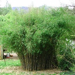 rośliny ozdobne - Bambus ogrodowy GREAT WALL Fargesia nitida C7,5/120-150cm *6