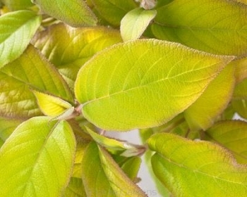 rośliny ozdobne - Hortensja kosmata GOLDRUSH 'Giel'® Hydrangea aspera /C5 *K19