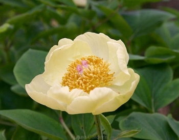 rośliny ozdobne - Piwonia Młokosiewicza Paeonia mlokosewitschii /C2