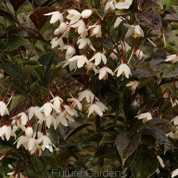 sadzonki - Styrak japoński PURPLE DRESS Styrax japonica C10/1,2-1,6m