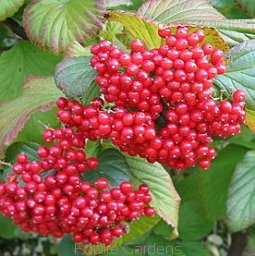 sadzonki - Kalina lipowa BURGUNDY K.szorstkowłosa Viburnum dilatatum C3/40-50cm