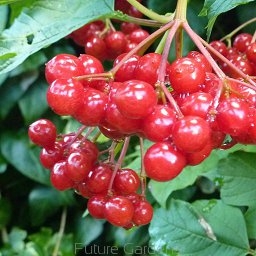 rośliny ozdobne - Kalina amerykańska WENTWORTH® Viburnum trilobum V. americanum C4/30-40cm