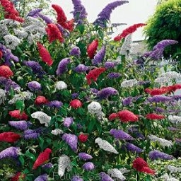 rośliny ogrodowe - Budleja Dawida mieszanka kolorów - nasiona -  Buddleja davidii