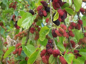 rośliny ozdobne - Morwa CZARNA (Morus nigra) C2/60cm *K6