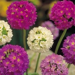 sklep ogrodniczy - Pierwiosnek ząbkowany mix nasion 0,03g - Primula denticulata