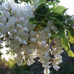 rośliny ozdobne - Robinia akacjowa TORTUOSA Robinia pseudoacacia - 10szt. nasion