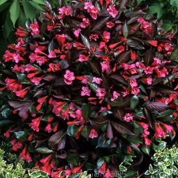 sadzonki - Krzewuszka WINE & ROSES 'Alexandra' PBR Weigela C2/20cm *K18
