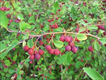 rośliny ozdobne - Świdośliwa Lamarcka (Amelanchier Lamarckii) C5/1-1,4m