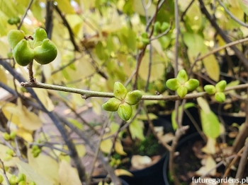 rośliny ozdobne - Oriksa japońska Orixa japonica C15/100-120cm *K6