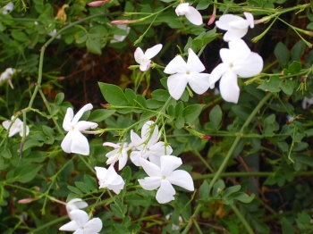 sklep ogrodniczy - Jaśmin lekarski Jasminum officinale C2/80cm *K9
