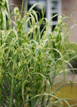 rośliny ozdobne - Miscanthus giganteus ALIGATOR Miskant olbrzymi /C2 *5